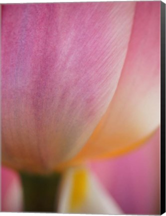 Framed Macro Of Colorful Tulip 1, Netherlands Print