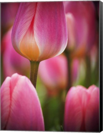 Framed Macro Of Colorful Tulip 2, Netherlands Print