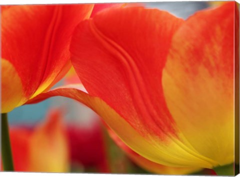 Framed Macro Of Colorful Tulip 3, Netherlands Print