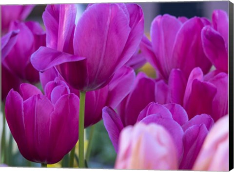 Framed Tulip Close-Ups 1, Lisse, Netherlands Print