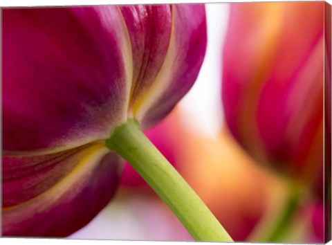 Framed Tulip Close-Ups 2, Lisse, Netherlands Print