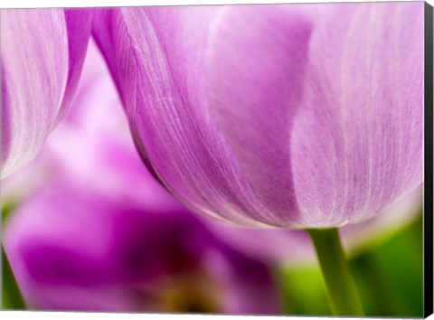 Framed Tulip Close-Ups 3, Lisse, Netherlands Print