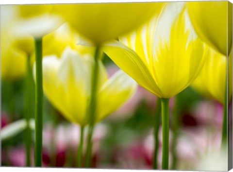 Framed Tulip Close-Ups 4, Lisse, Netherlands Print