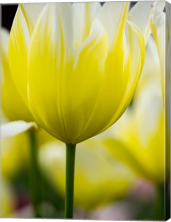 Framed Tulip Close-Ups 5, Lisse, Netherlands Print