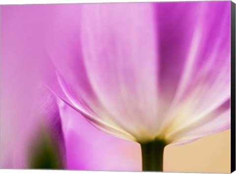 Framed Tulip Close-Up With Selective Focus 1, Netherlands Print