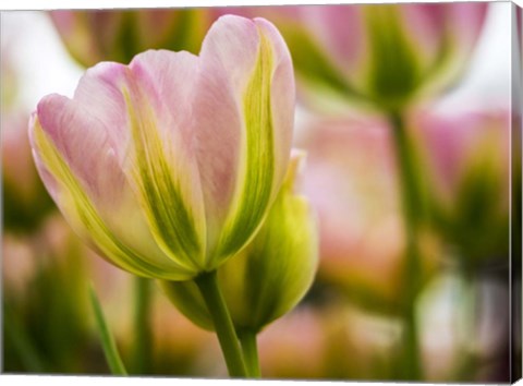 Framed Tulip Close-Up With Selective Focus 2, Netherlands Print