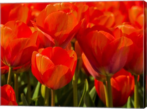 Framed Red Tulips In Mass, Nord Holland, Netherlands Print