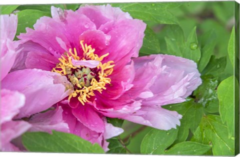 Framed Pink Mountain Peony Print