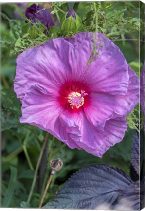 Framed Pink Hibiscus Print