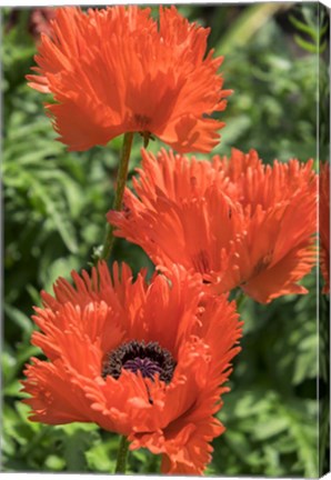 Framed Orange Oriental Poppies Print