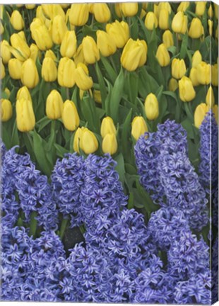 Framed Hyacinth And Yellow Tulips In Garden, Las Vegas Print