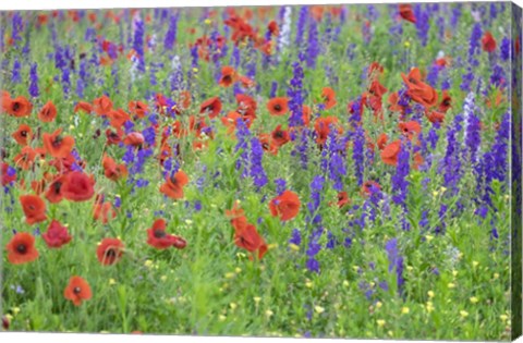 Framed Poppy Field, Mount Olive, North Carolina Print
