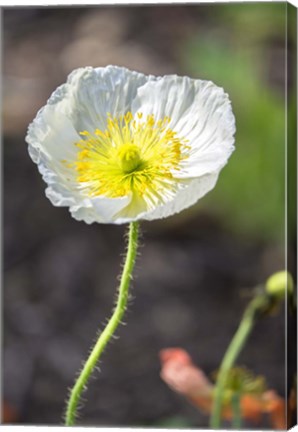 Framed White Poppy Garden Print