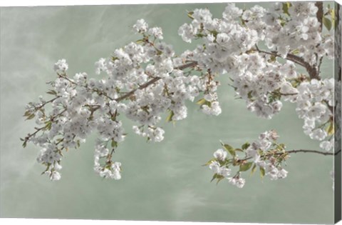 Framed Cherry Tree Blossoms In Spring, Seabeck, Washington State Print