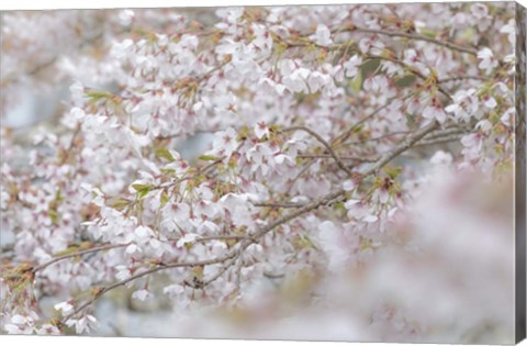 Framed Cherry Tree Blossoms, Seabeck, Washington State Print