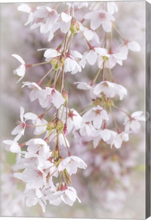 Framed Cherry Tree Blossoms Close-Up, Seabeck, Washington State Print