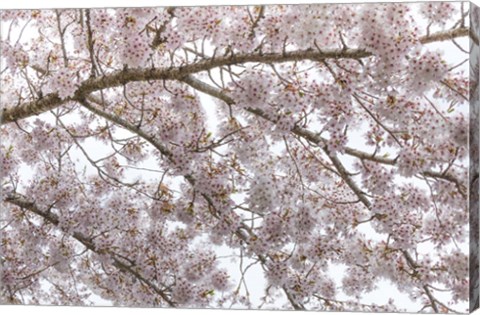 Framed Cherry Tree Blossoms, Seabeck, Washington State Print