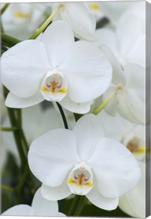 Framed White Orchid Blooms Print