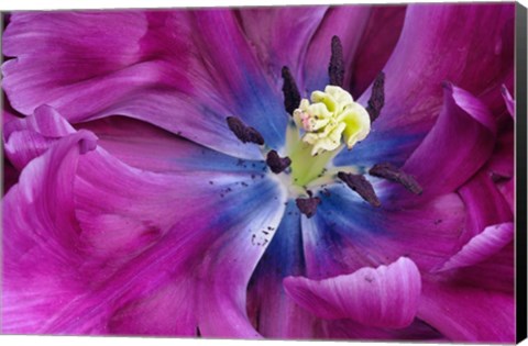 Framed Tulip Closeup, Keukenhof Gardens, Lisse, Netherlands, Holland Print
