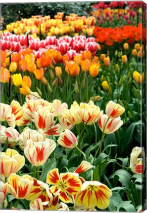 Framed Keukenhof Gardens, Lisse, Netherlands Print