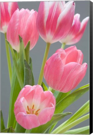 Framed Pink Tulips Print