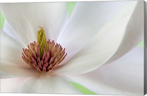 Framed Detail of Magnolia Flower Print