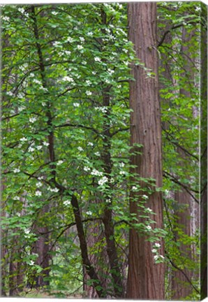 Framed Flowering dogwood tree Yosemite NP, CA Print