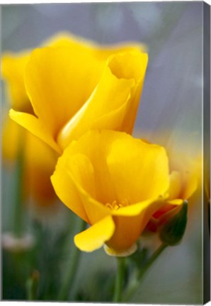 Framed Poppies, Antelope Valley, California Print