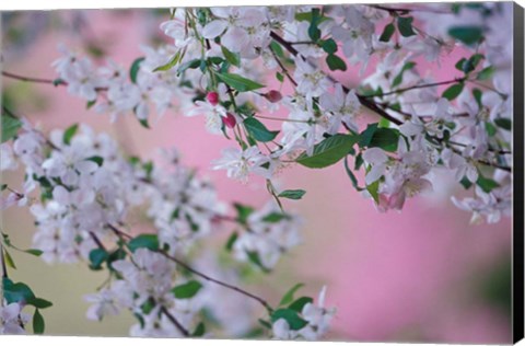 Framed Weeping Cherry Tree Blossoms, Louisville, Kentucky Print