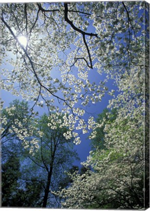 Framed White Flowering Dogwood Trees in Bloom, Kentucky Print