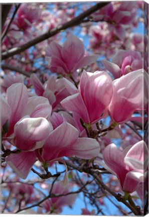 Framed Pink Magnolia Blossoms and Cross on Church Steeple, Reading, Massachusetts Print