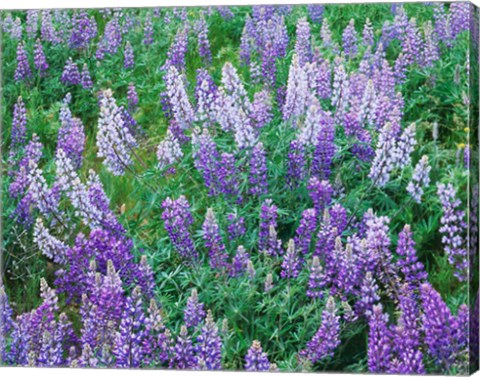 Framed Lupine Meadow and Oregon white oaks, Columbia River Gorge National Scenic Area, Oregon Print