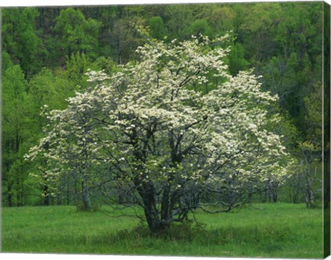 Framed Flowering Dogwood, Blue Ridge Parkway, Virginia Print