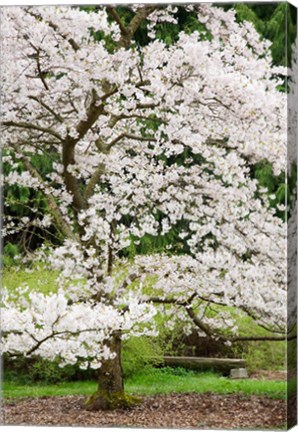 Framed Cherry Trees Blossoming in the Spring, Washington Park Arboretum, Seattle, Washington Print