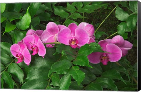 Framed Hybrid Orchid, Lincoln Park Conservatory, Chicago, Illinois Print