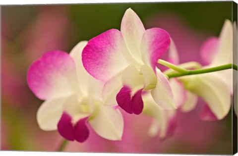 Framed Orchids, Selby Gardens, Sarasota, Florida Print