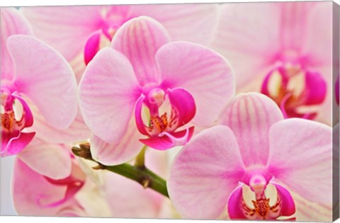 Framed Hybrid Orchids, Selby Gardens, Sarasota, Florida Print