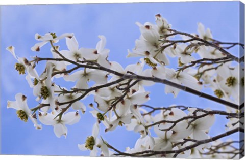 Framed Blooming Dogwood Tree, Owens Valley California Print