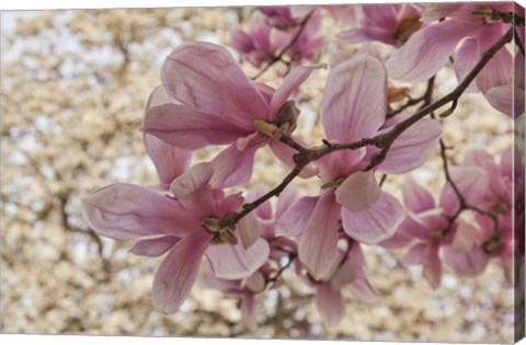 Framed Yulan Magnolia Blossoms, Louisville, Kentucky Print