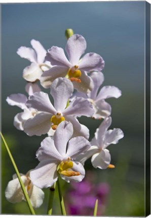 Framed Jenny&#39;s Orchid Garden 3, Darwin, Australia Print