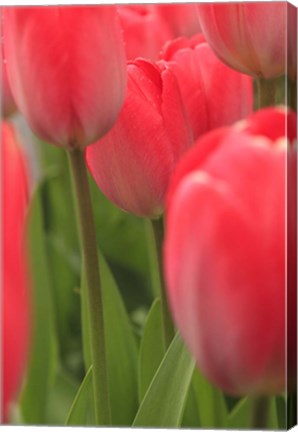 Framed Tulips In A Garden 1, Victoria, Canada Print