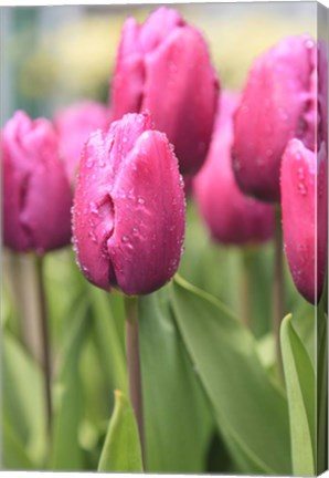 Framed Tulips In A Garden 2, Victoria, Canada Print