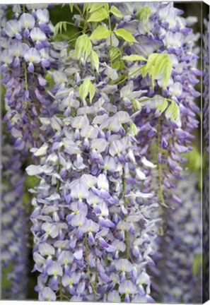 Framed Wisteria In Mirabell Garden 1, Salzburg, Austria Print