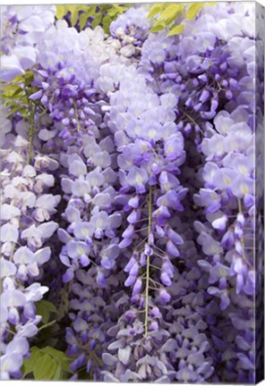 Framed Wisteria In Mirabell Garden 2, Salzburg, Austria Print