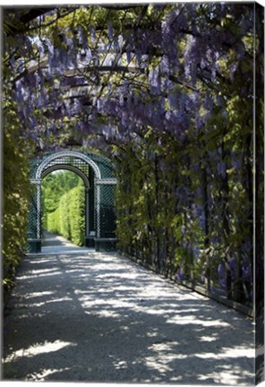 Framed Wisteria Arbor In Garden, Austria, Vienna, Schonbrunn Palace Print