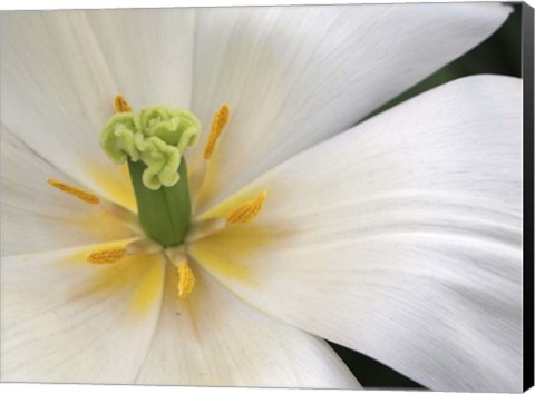 Framed Close-Up White Tulip Print