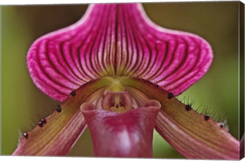 Framed Ladyslipper Orchid, Orchidaceae Spp Print