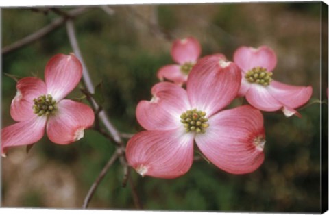 Framed Pink Dogwood Blooms Print