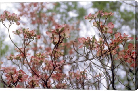 Framed Pink Dogwood Print