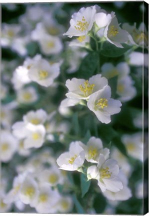 Framed Delphinium Field Print